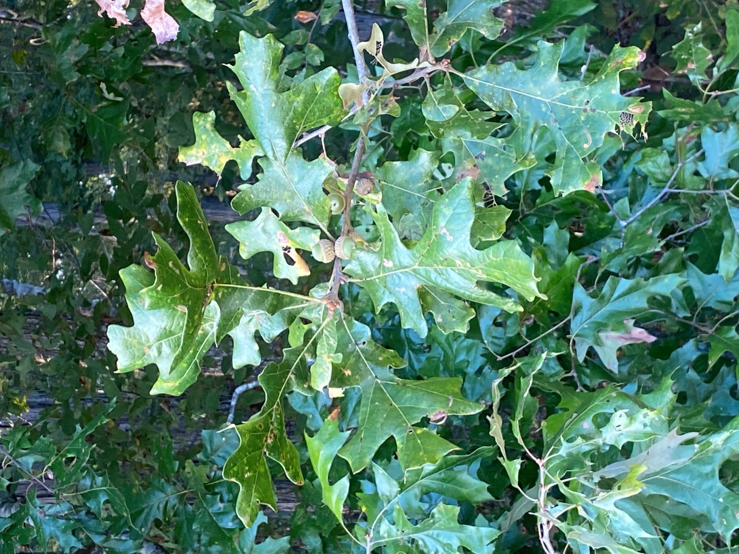 Ecology and Management of Post Oak for Wildlife Habitat Mossy Oak
